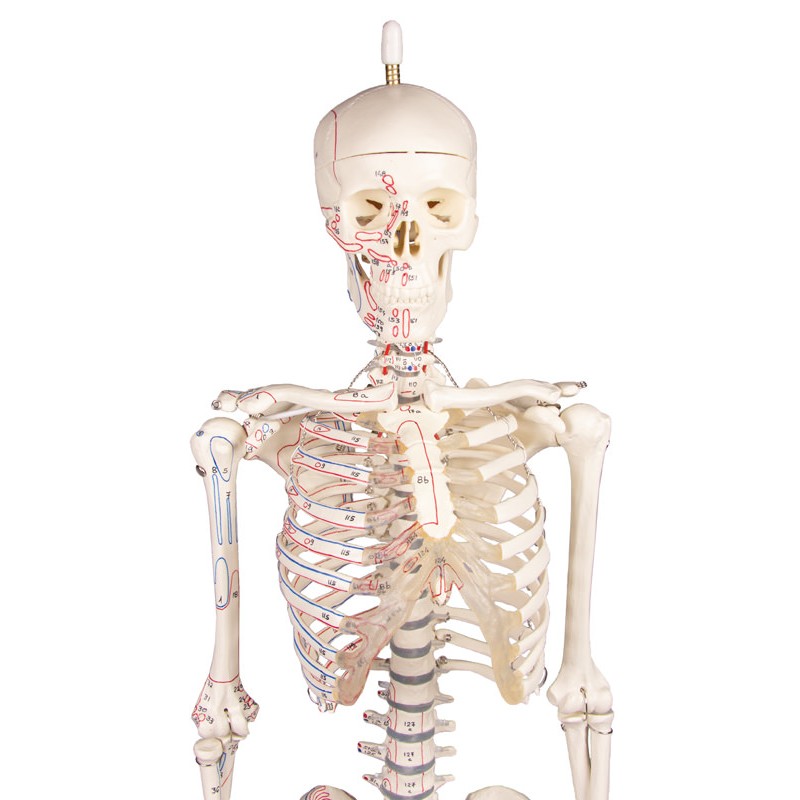 Muscle Markings of the Erler-Zimmer Miniature Skeleton Model Fred